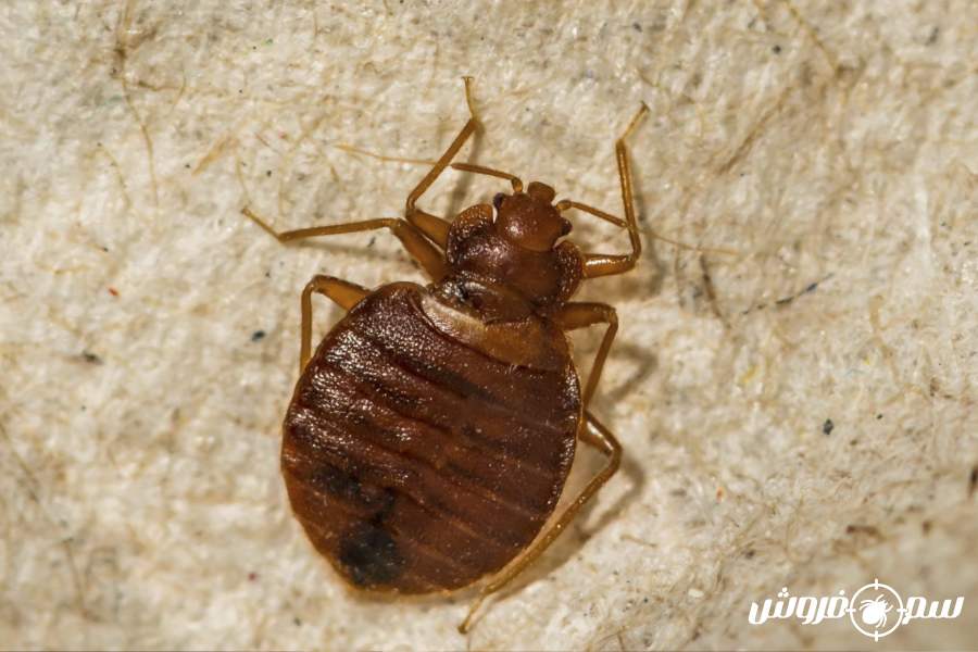 حشره ساس - ساس چه شکلیه؟ 